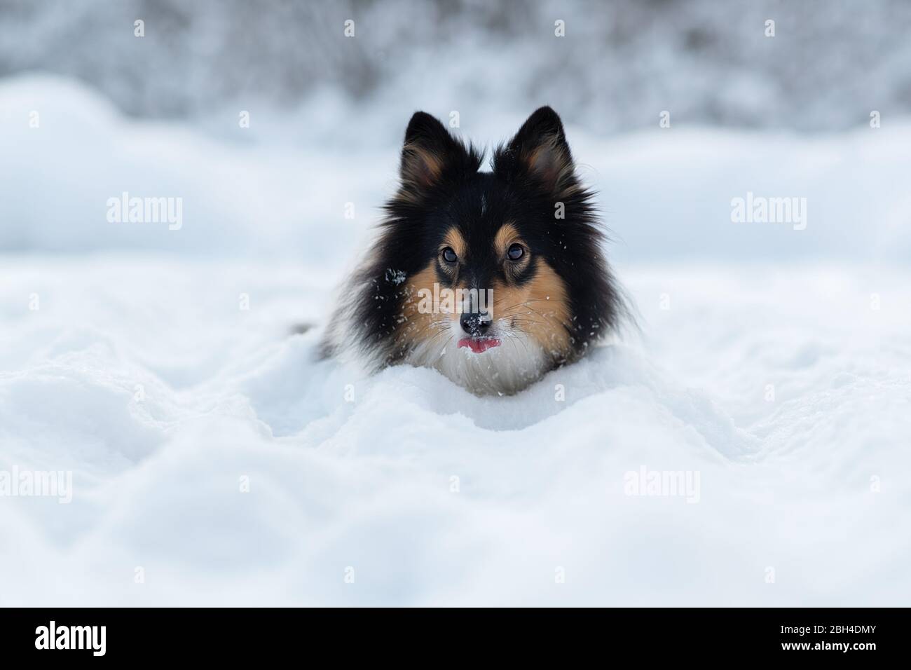 Un cane che giace sulla neve Foto Stock