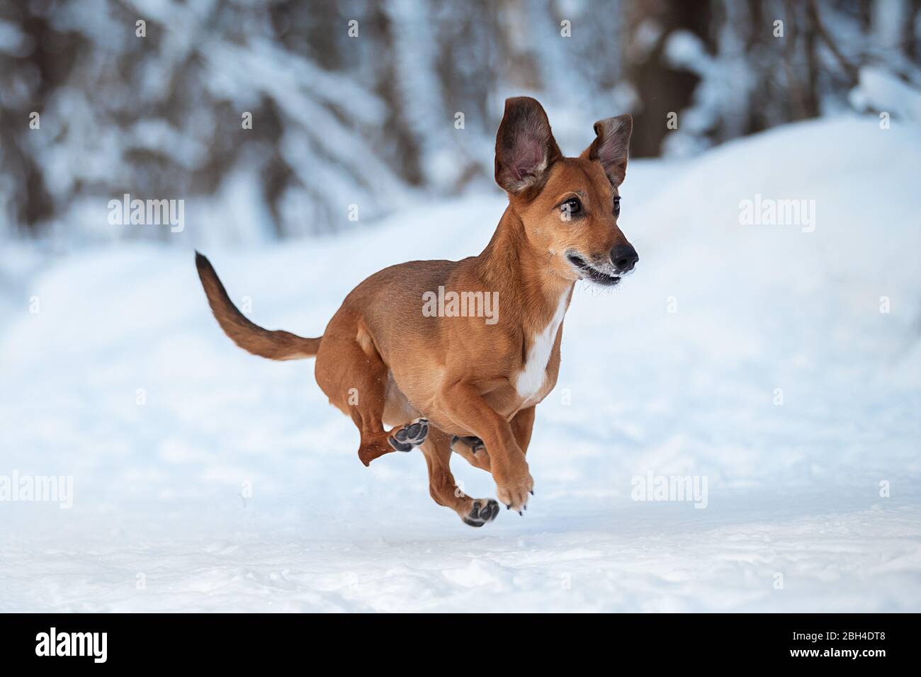 Un cane che corre nella neve. Foto Stock
