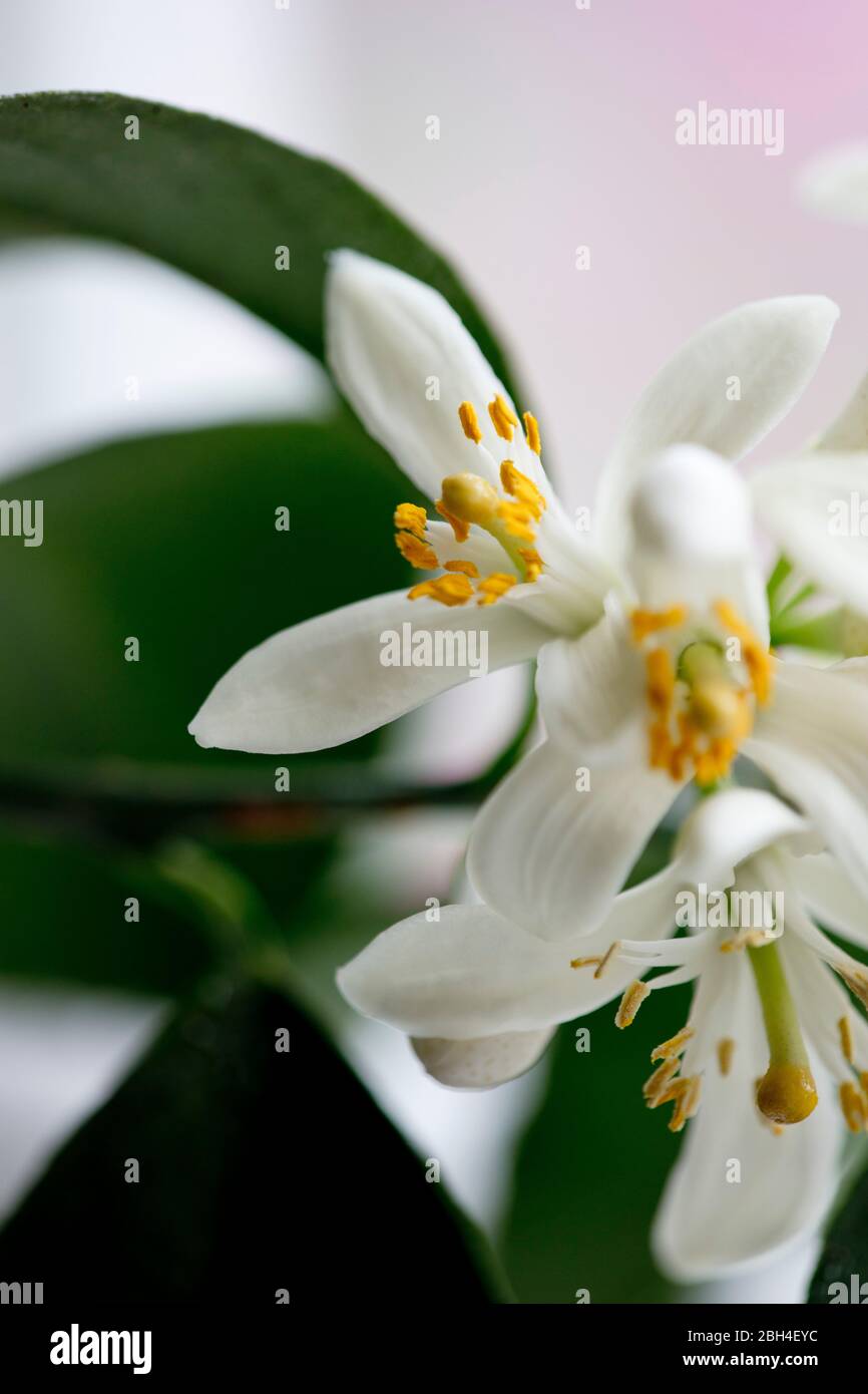 Foto a colori ravvicinata dei fiori dell'albero di limone Meyer. Profondità di fuoco ridotta. Delicati, bianchi, fiori. Foto Stock