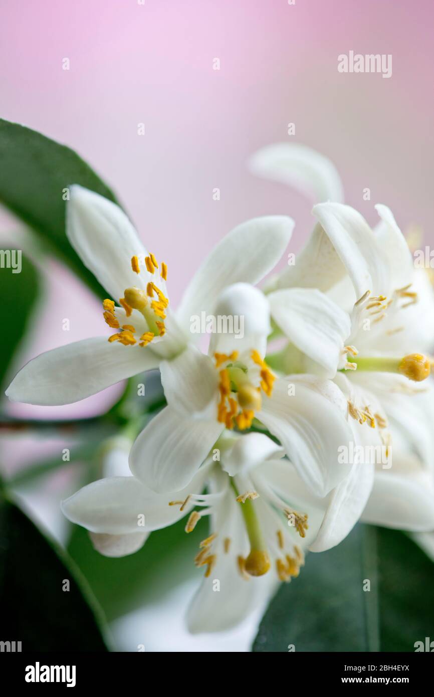 Foto a colori ravvicinata dei fiori dell'albero di limone Meyer. Profondità di fuoco ridotta. Delicati, bianchi, fiori. Foto Stock