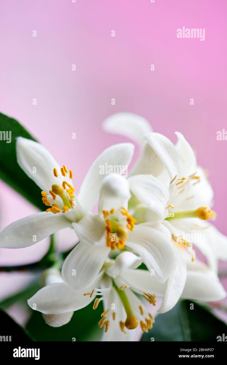 Foto a colori ravvicinata dei fiori dell'albero di limone Meyer. Profondità di fuoco ridotta. Delicati, bianchi, fiori. Foto Stock