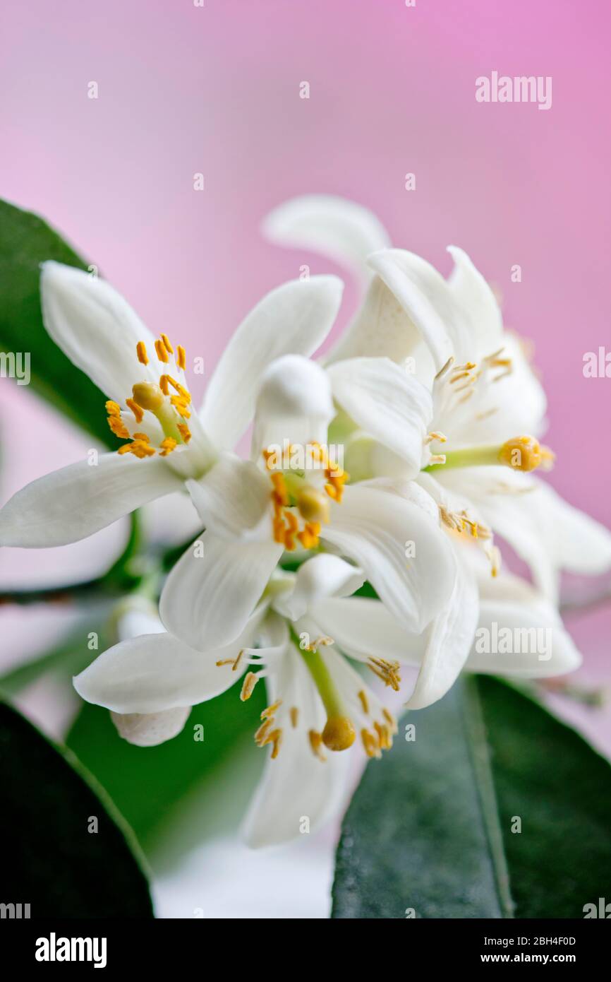 Foto a colori ravvicinata dei fiori dell'albero di limone Meyer. Profondità di fuoco ridotta. Delicati, bianchi, fiori. Foto Stock