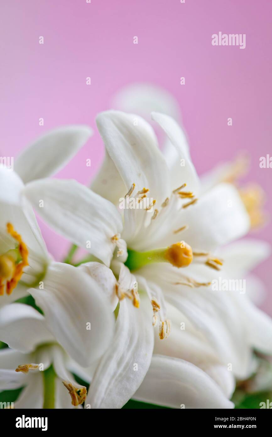 Foto a colori ravvicinata dei fiori dell'albero di limone Meyer. Profondità di fuoco ridotta. Delicati, bianchi, fiori. Foto Stock