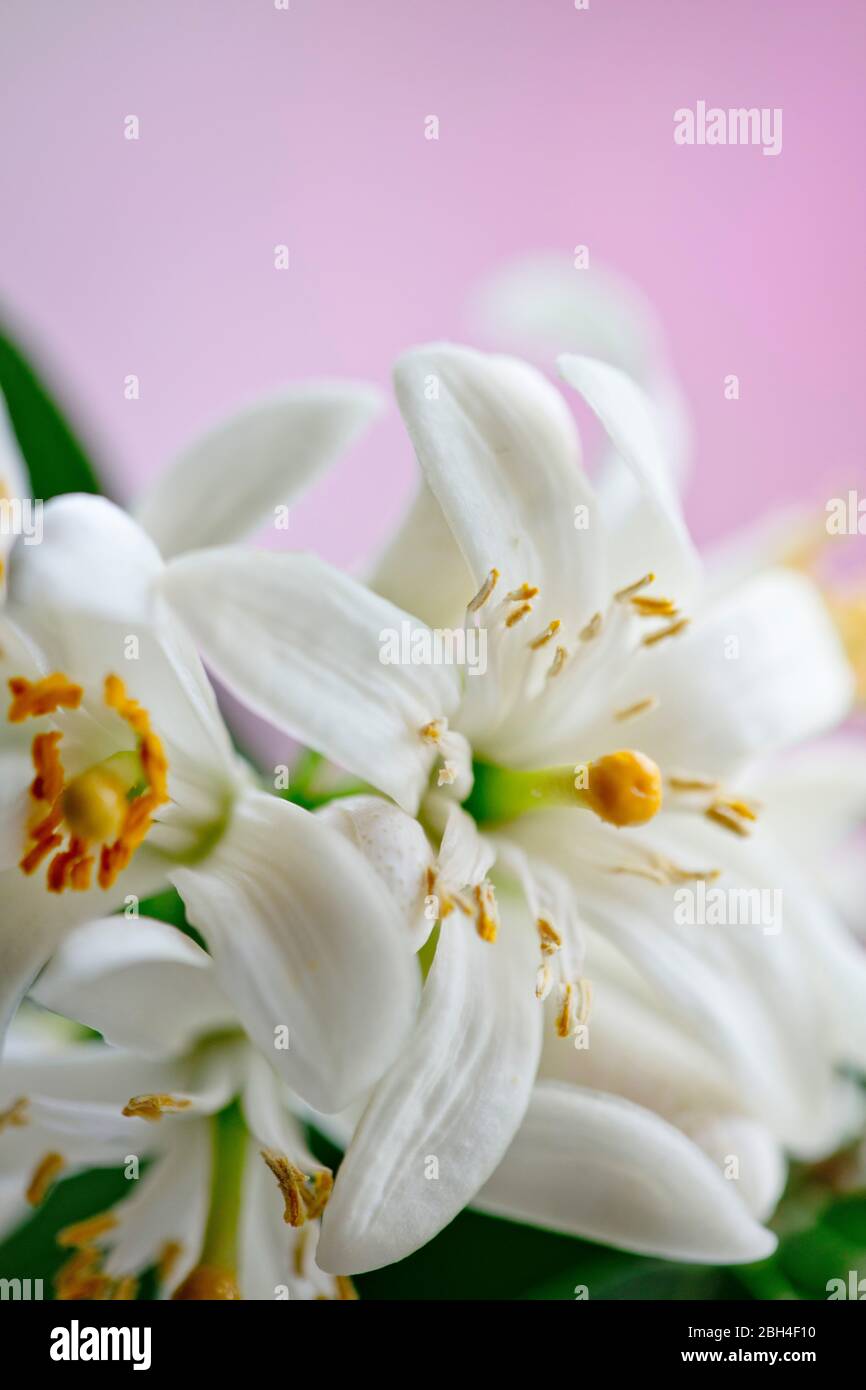 Foto a colori ravvicinata dei fiori dell'albero di limone Meyer. Profondità di fuoco ridotta. Delicati, bianchi, fiori. Foto Stock