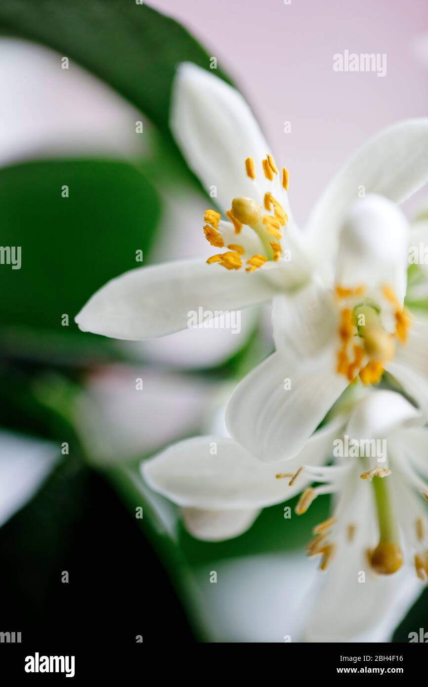 Foto a colori ravvicinata dei fiori dell'albero di limone Meyer. Profondità di fuoco ridotta. Delicati, bianchi, fiori. Foto Stock