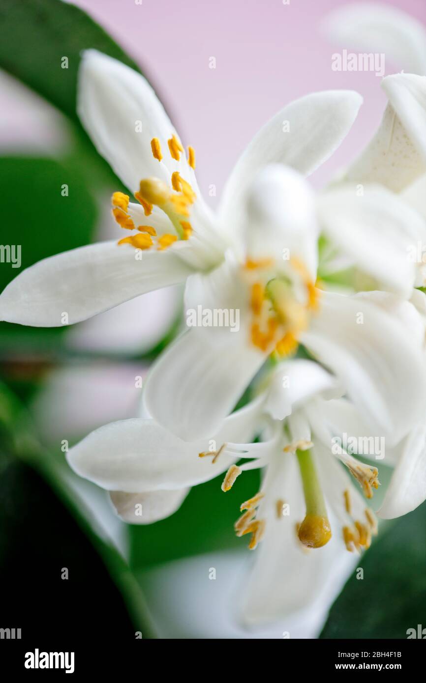 Foto a colori ravvicinata dei fiori dell'albero di limone Meyer. Profondità di fuoco ridotta. Delicati, bianchi, fiori. Foto Stock