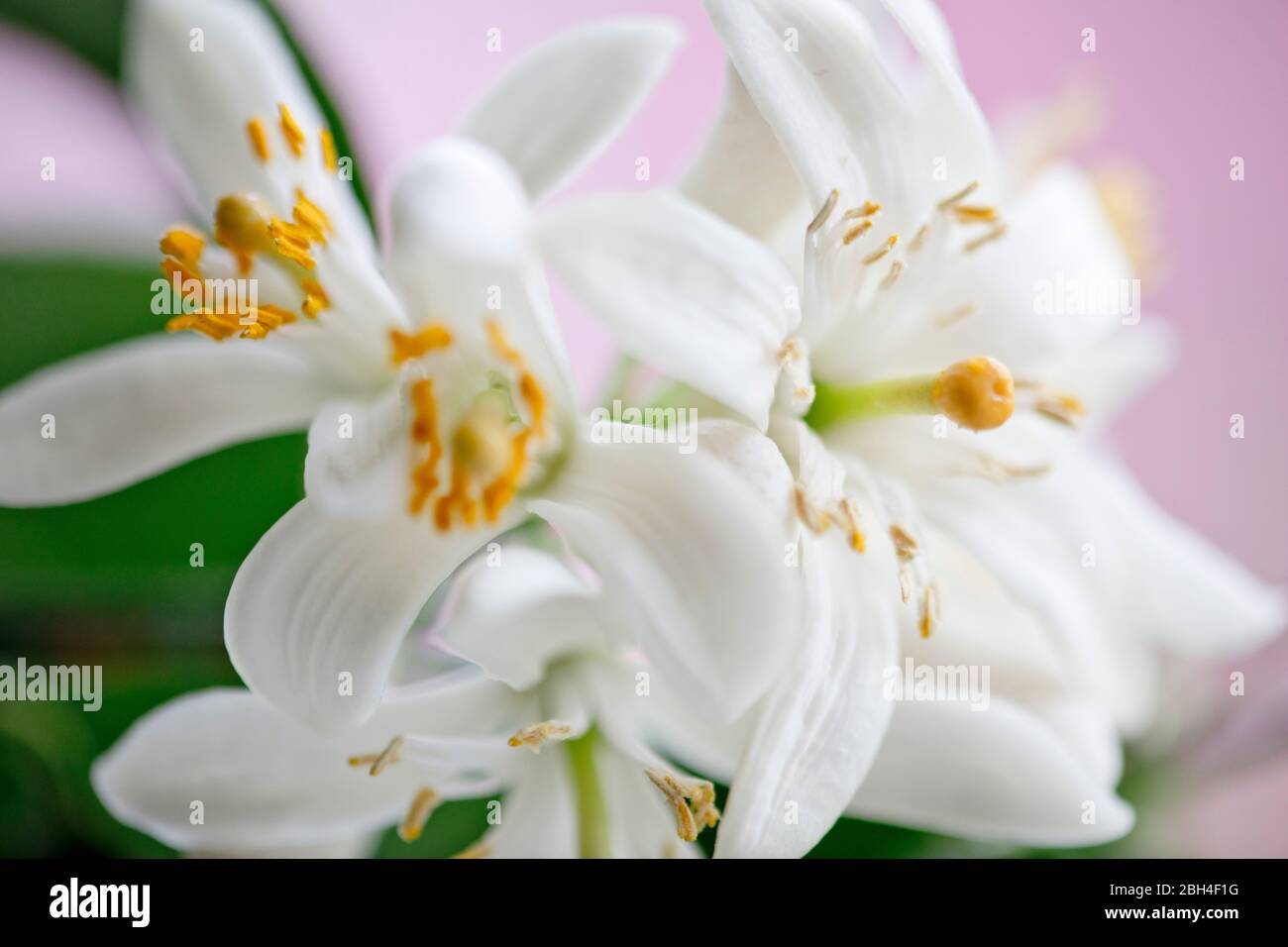 Foto a colori ravvicinata dei fiori dell'albero di limone Meyer. Profondità di fuoco ridotta. Delicati, bianchi, fiori. Foto Stock