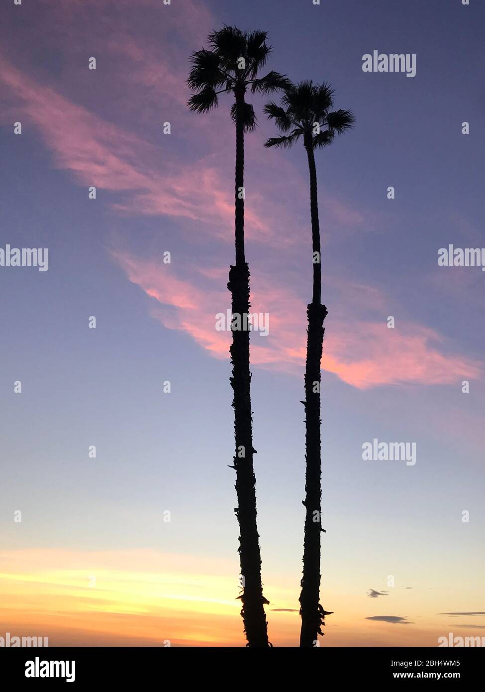 Alte palme che si stagliano contro il tramonto colorato alle palisades vicino alla spiaggia di Santa Monica, CA Foto Stock