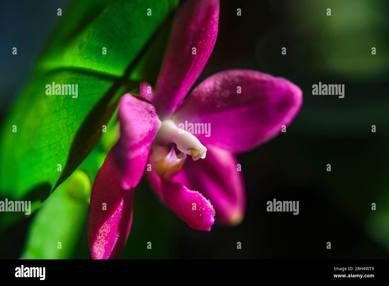 Orchidea rosa Foto Stock