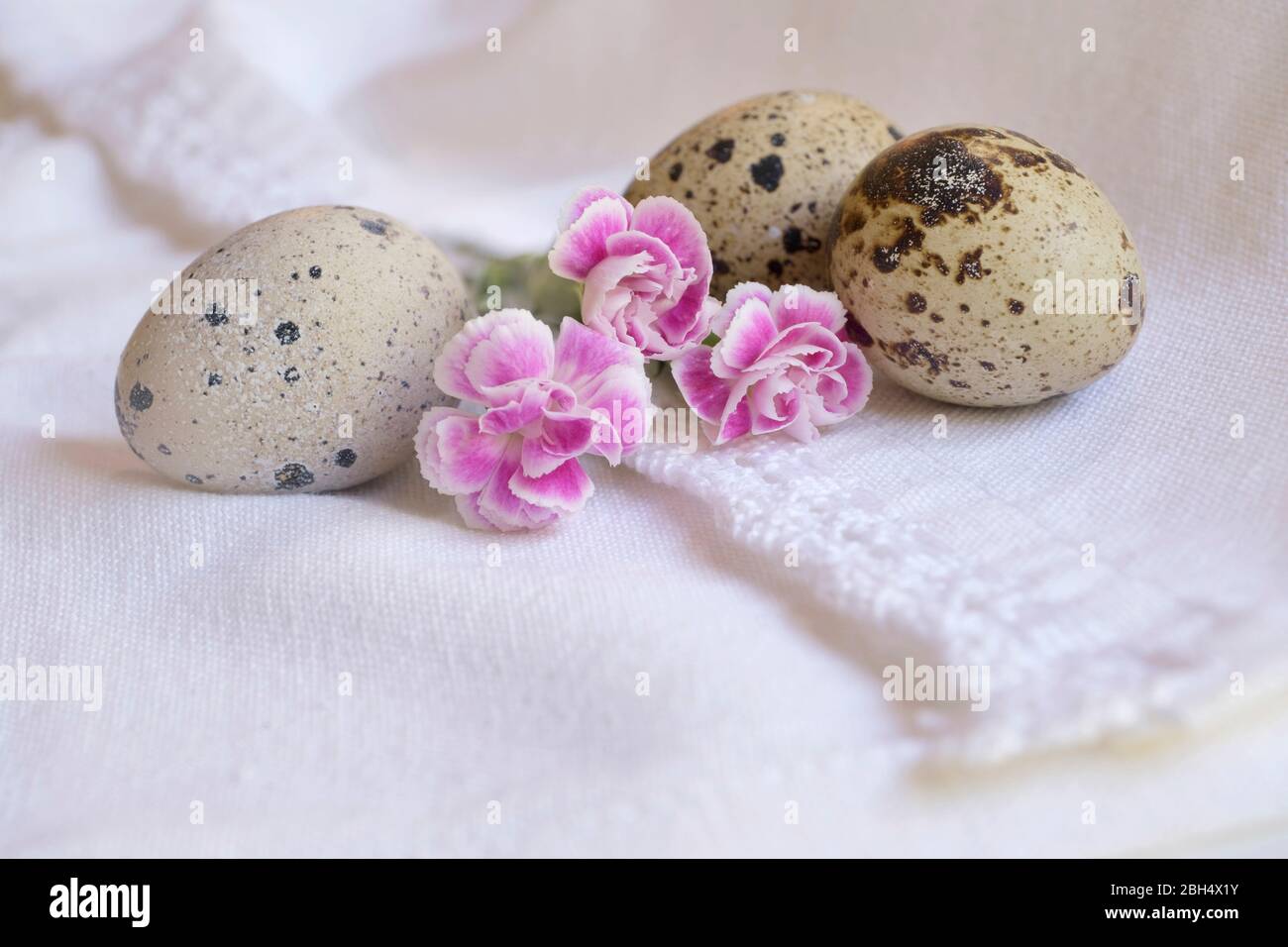Uova di uccello e fiori rosa Foto Stock