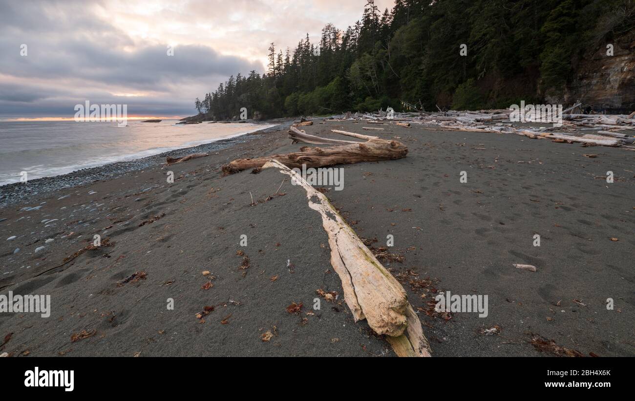 Tronchi lungo la spiaggia sul West Coast Trail di Vancouver Island, British Columbia, Canada. Foto Stock