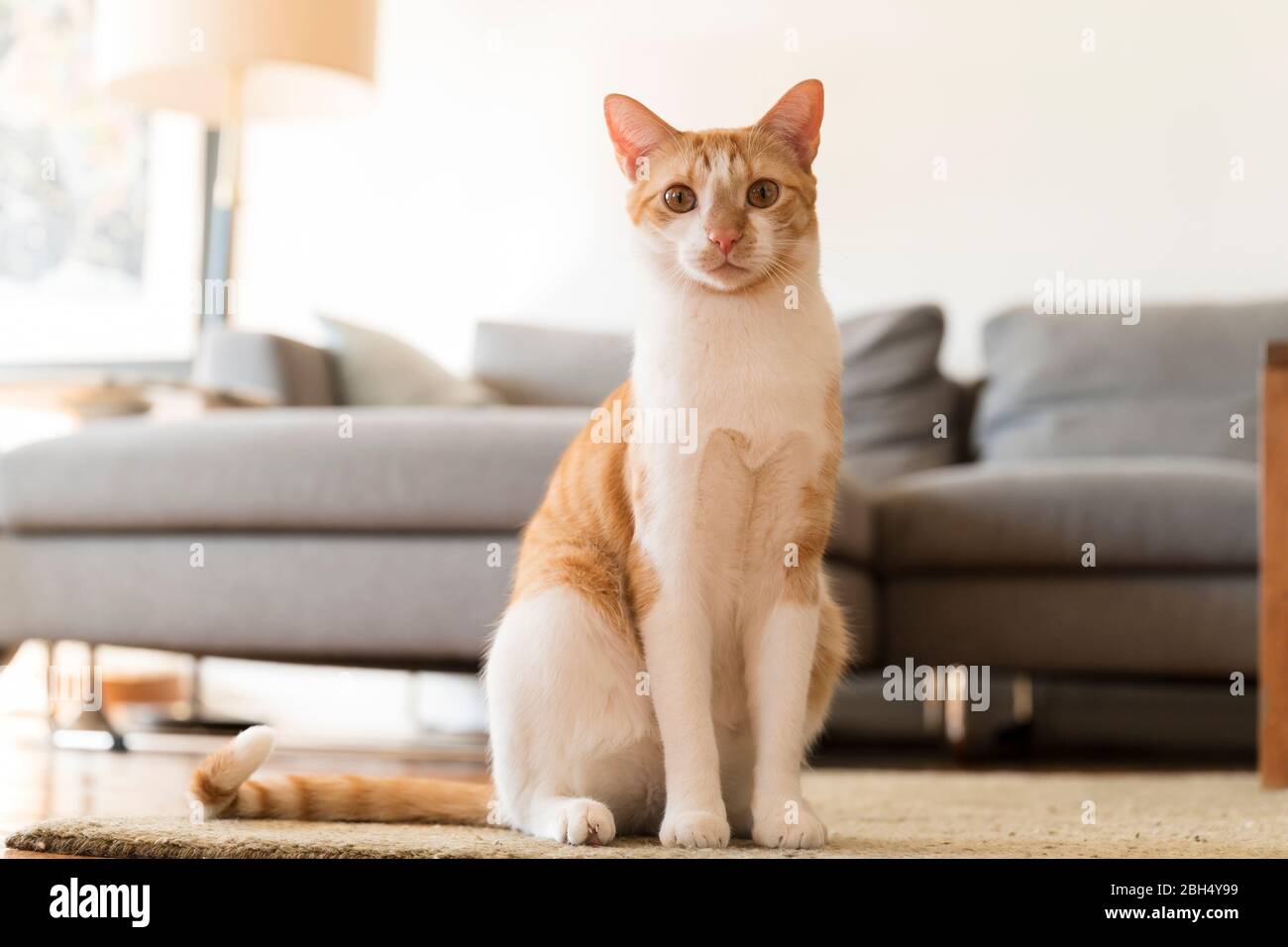Gatto seduto sul tappeto accanto al divano Foto Stock