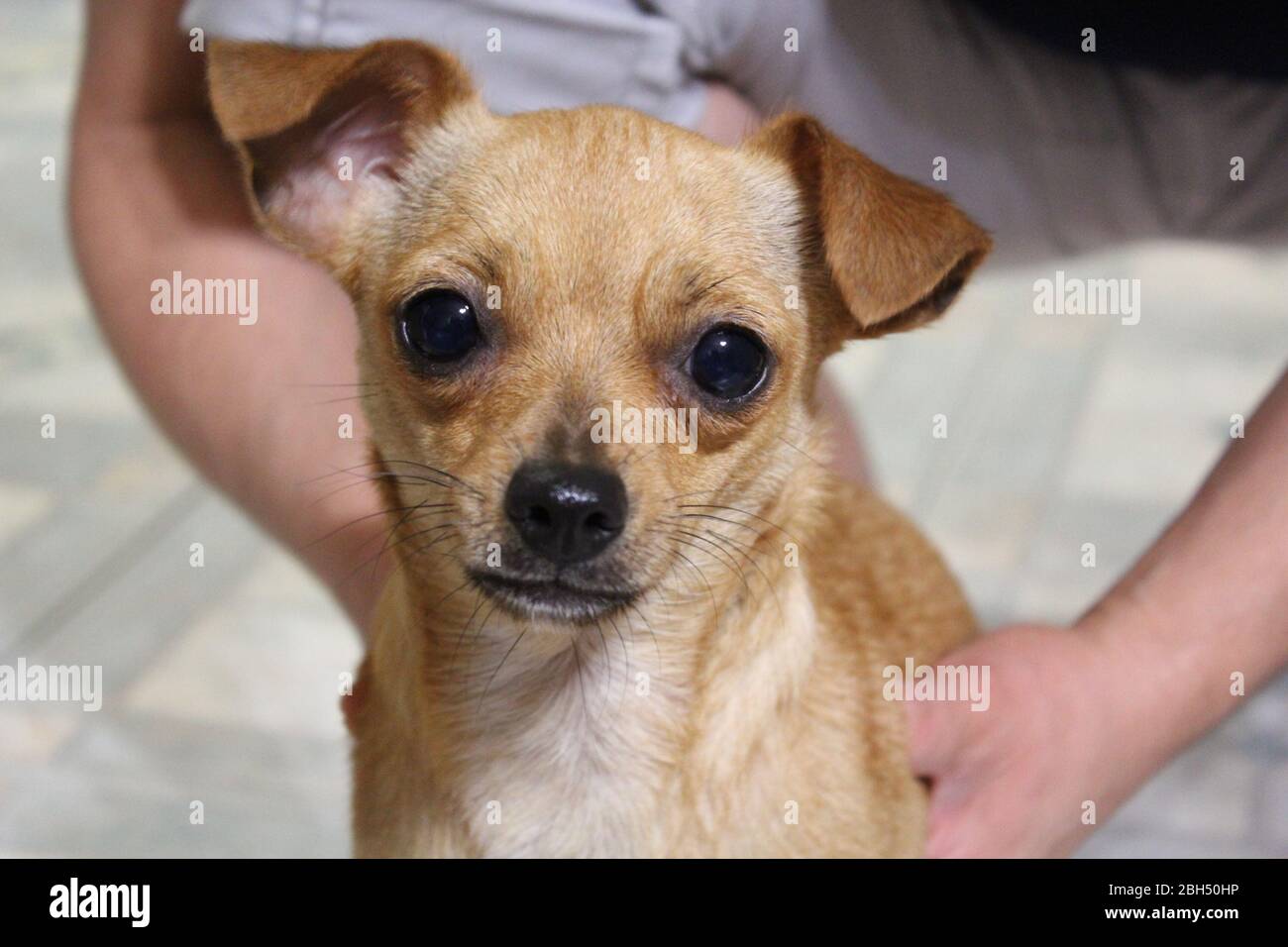 Il mio iper Chihuahua ha chiamato 'Nina' sorridendo alla macchina fotografica. Foto Stock