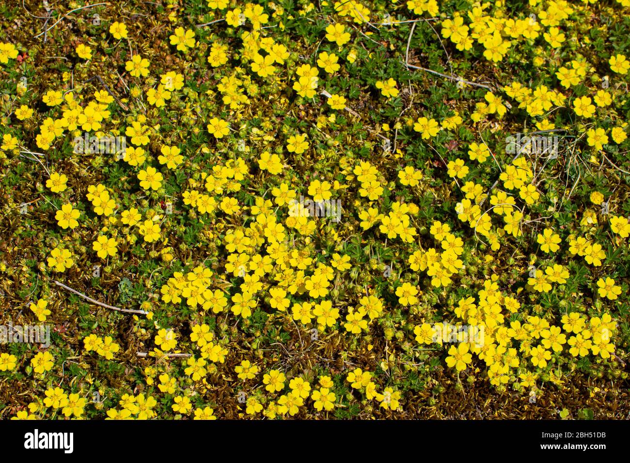 Fiori gialli di cinquefeil strisciante come sfondo floreale, pentole rettans o Kriechende Fingerkraut Foto Stock