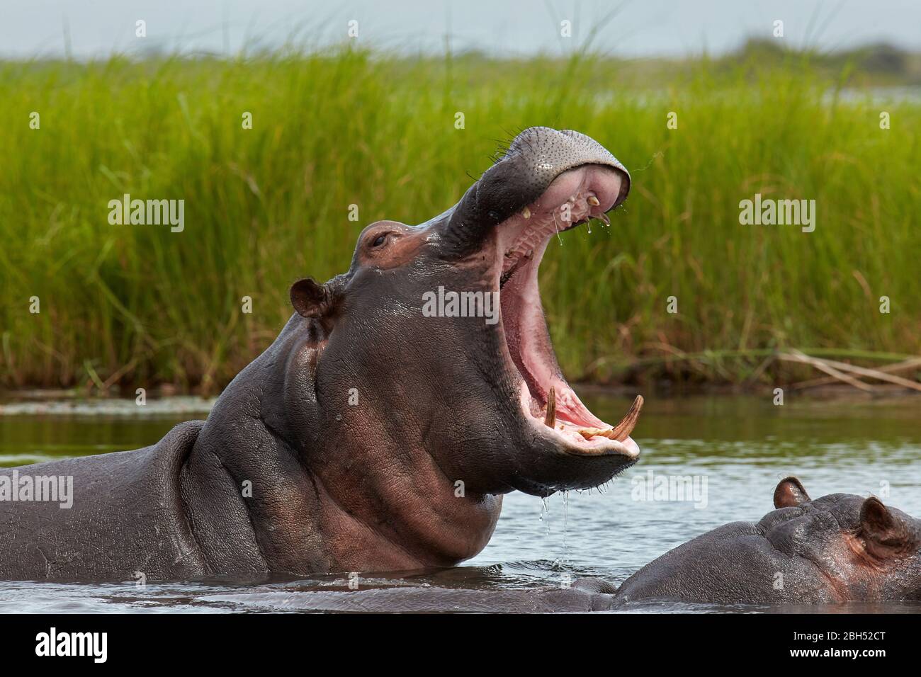 Ippopotamo (ippopotamo anfibio), fiume Chobe, Parco Nazionale Chobe, Kasane, Botswana, Africa Foto Stock