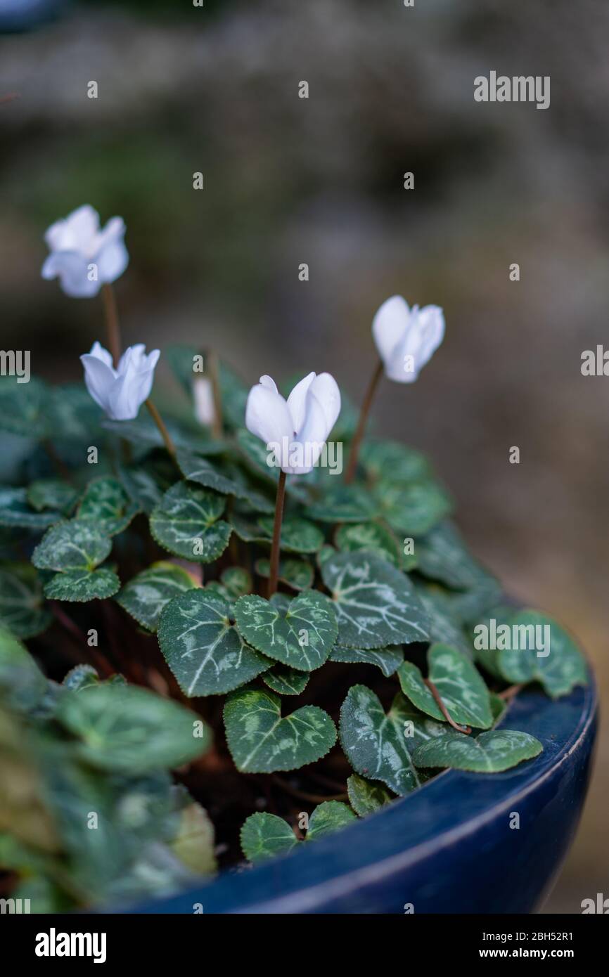 Bianco ciclamino fiore inverno pianta sfondo sfocato Foto Stock