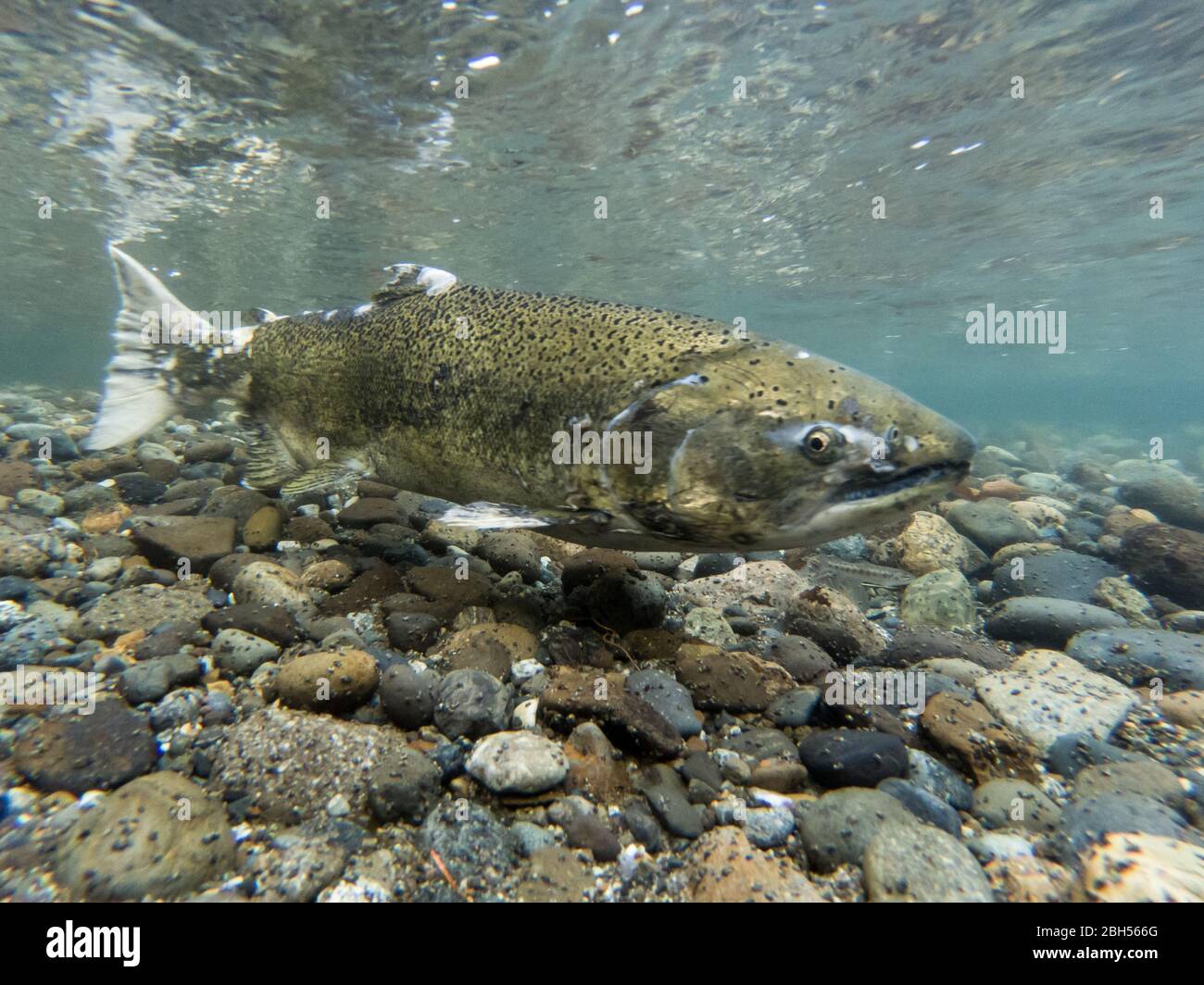 Salmone di chinook selvatico che si riparte nel fiume Cedar Foto Stock