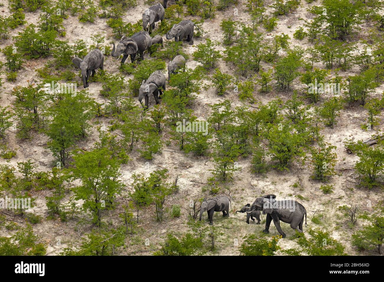 Elefante (Loxodonta africana), Delta dell'Okavango, Botswana, Africa-aerea Foto Stock