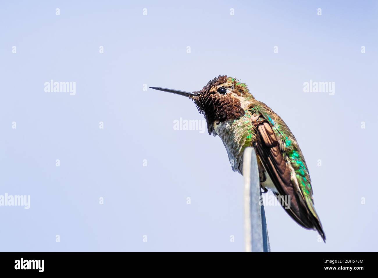 Maschio Anna Hummingbird appollaiato su un palo di metallo; sfondo blu cielo, San Francisco Bay Area, California Foto Stock