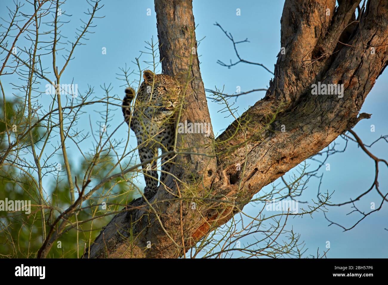 Leopardo, riserva di gioco di Moremi, Botswana, Africa Foto Stock