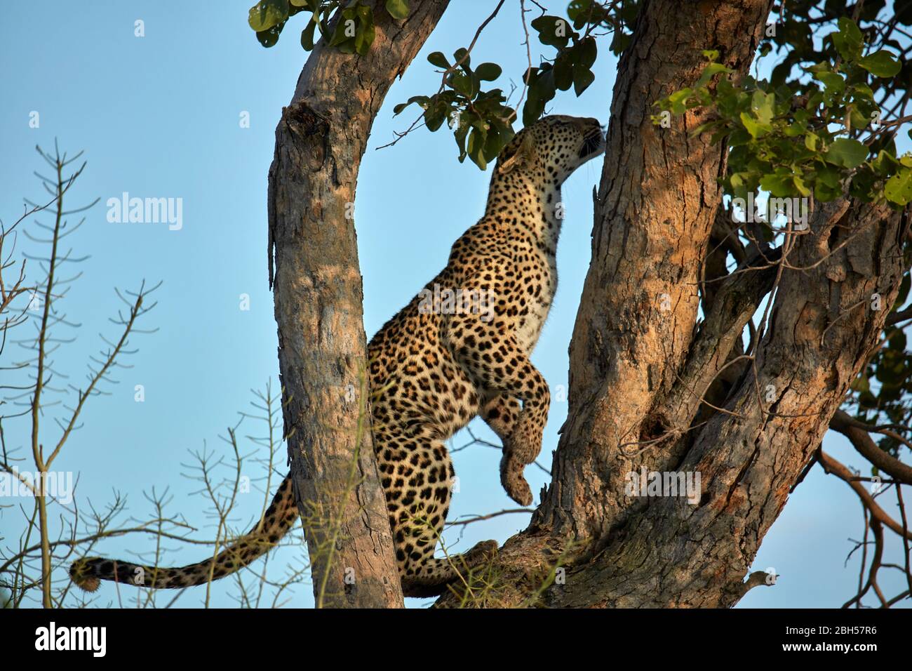 Leopardo, riserva di gioco di Moremi, Botswana, Africa Foto Stock