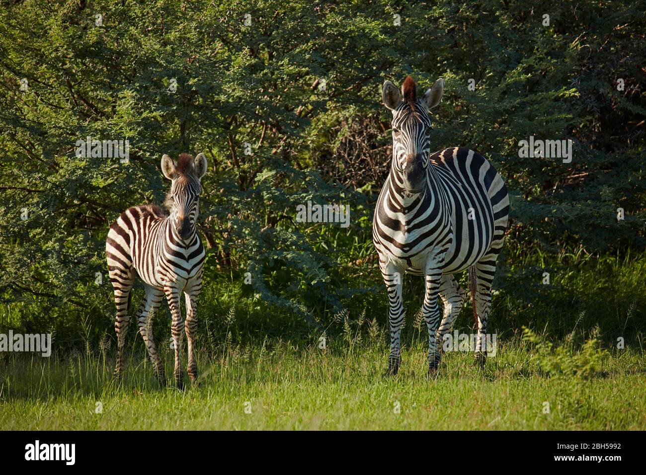 Zebra, riserva di gioco di Moremi, Botswana, Africa Foto Stock