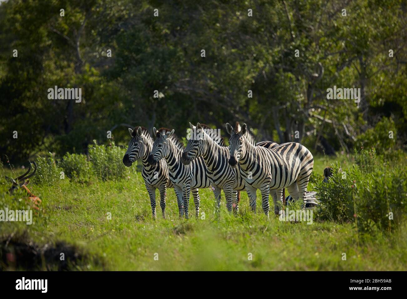 Zebra, riserva di gioco di Moremi, Botswana, Africa Foto Stock