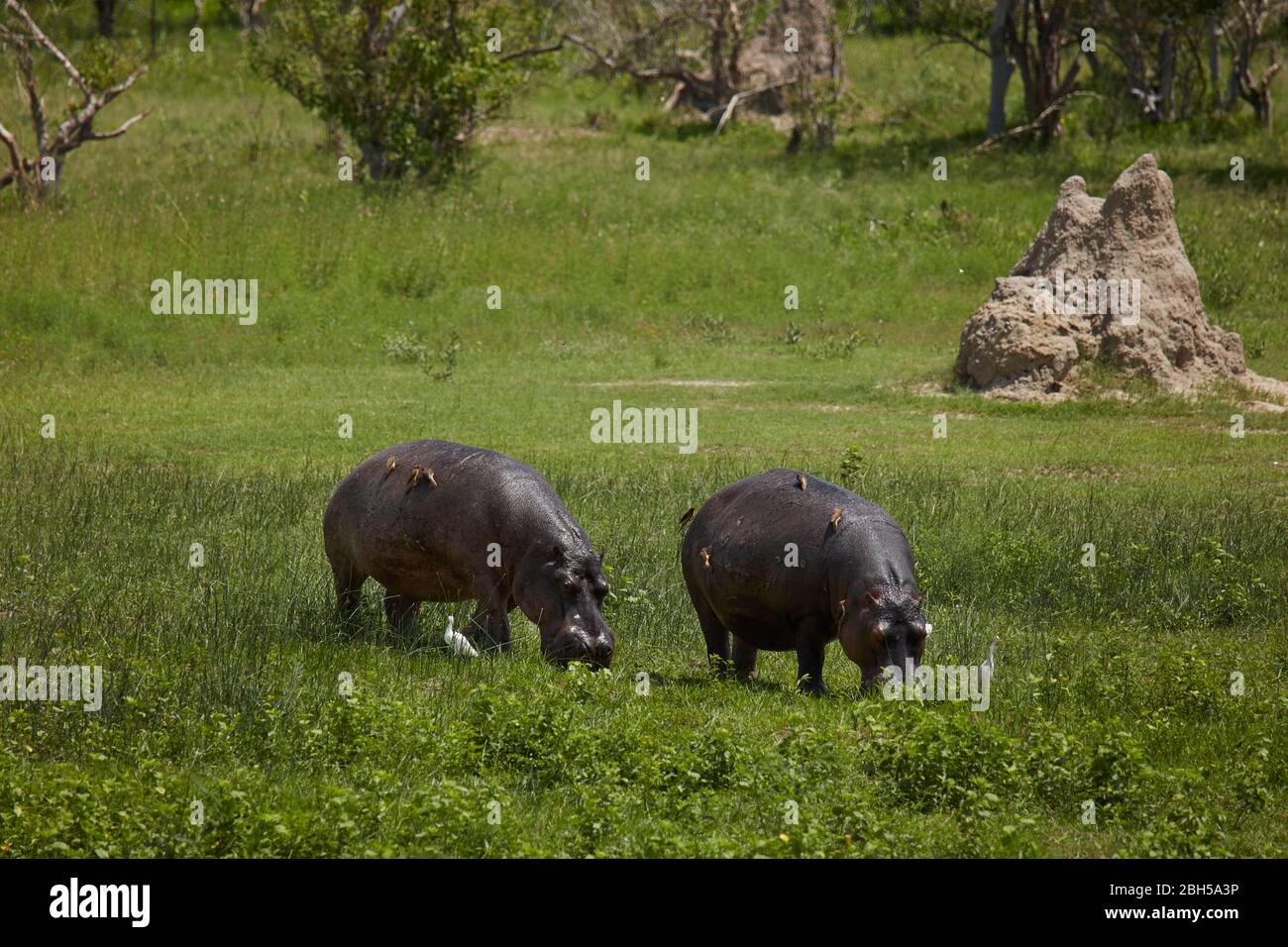 Ippopotami, riserva di gioco di Moremi, Botswana, Africa Foto Stock