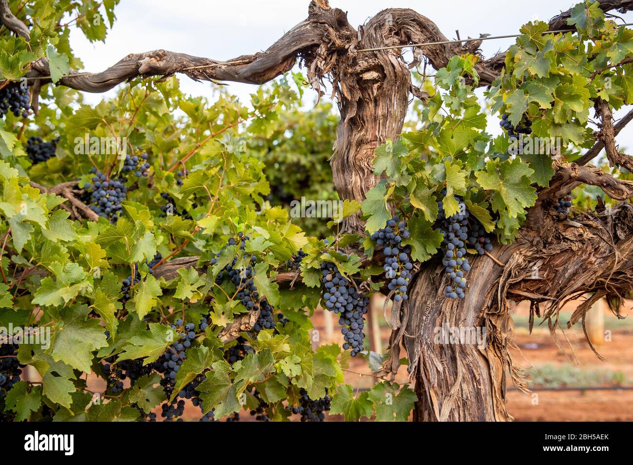 Grandi grappoli di uve da vino rosso mature pendono da vecchie viti nella  regione vinicola di Riverland, nell'Australia meridionale Foto stock - Alamy