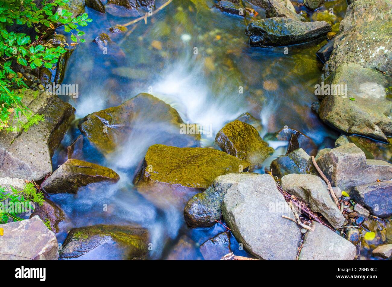 cascata del torrente di montagna con acqua pura e limpida che corre velocemente a valle nella foresta lussureggiante, verde e ombreggiata Foto Stock