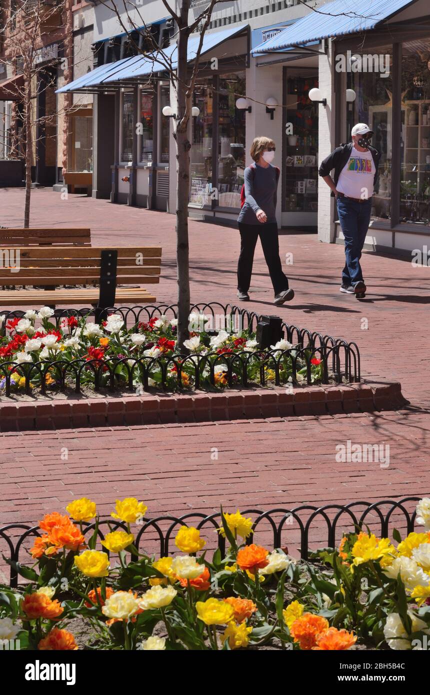 Il 2020 tulipano mostra sul Pearl Street Mall è stato bello come mai, ma poche persone hanno avuto la possibilità di godere dei fiori a causa delle restrizioni COVID-19. Foto Stock