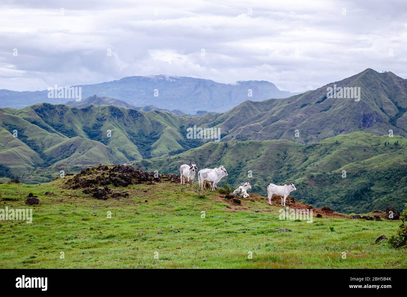 Paesaggio idilliaco della catena montuosa centrale di Panama con un gruppo di mucche da pascolo in lontananza Foto Stock