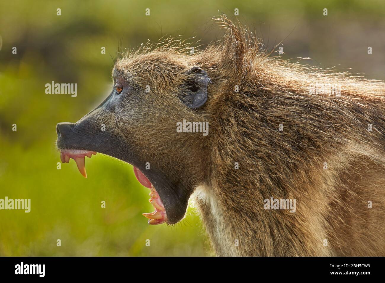 Chacma baboon (Papio ursinus), Chobe National Park, Botswana, Africa Foto Stock