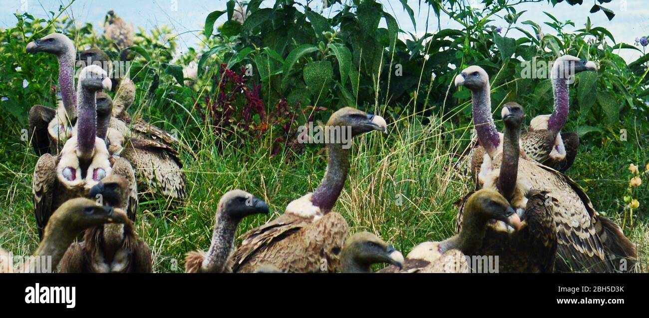 Gli avvoltoi lungo la strada Jimma in Etiopia. Foto Stock