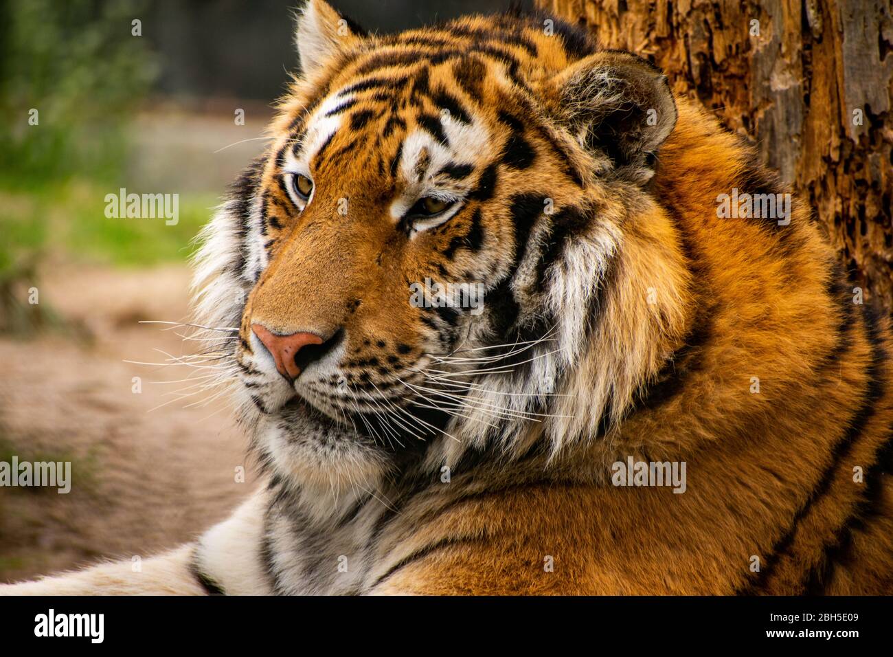 Primo piano, colpo di testa a profilo laterale di una tigre siberiana. Foto Stock