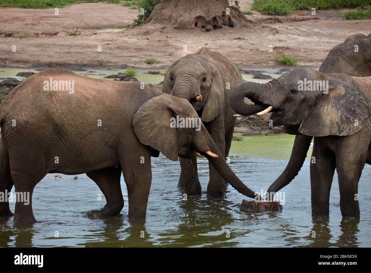 Elefanti africani (Loxodonta africana) bere al waterhole, Senyati Safari Camp, vicino Kasane, Botswana, Africa Foto Stock