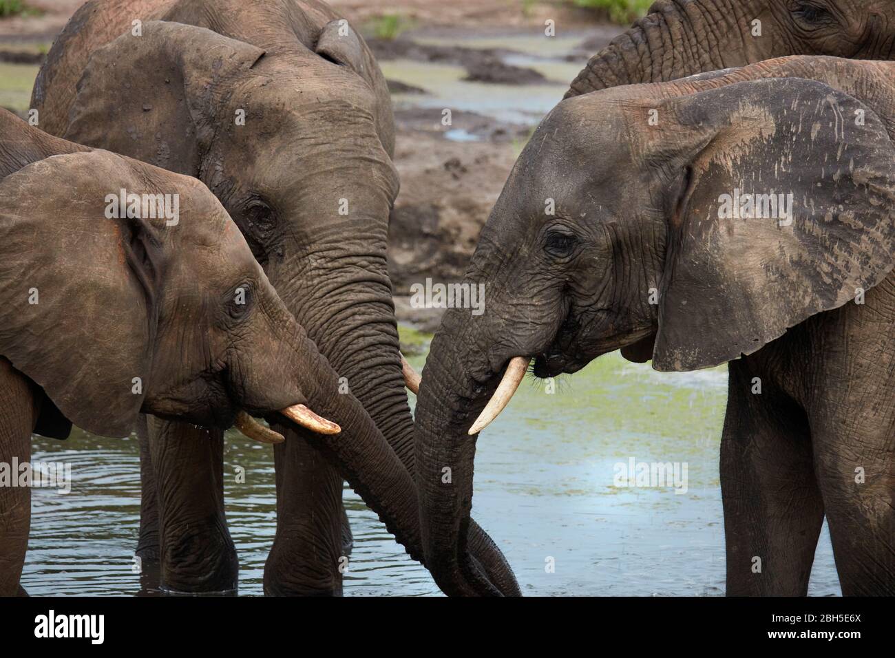 Elefanti africani (Loxodonta africana) bere al waterhole, Senyati Safari Camp, vicino Kasane, Botswana, Africa Foto Stock