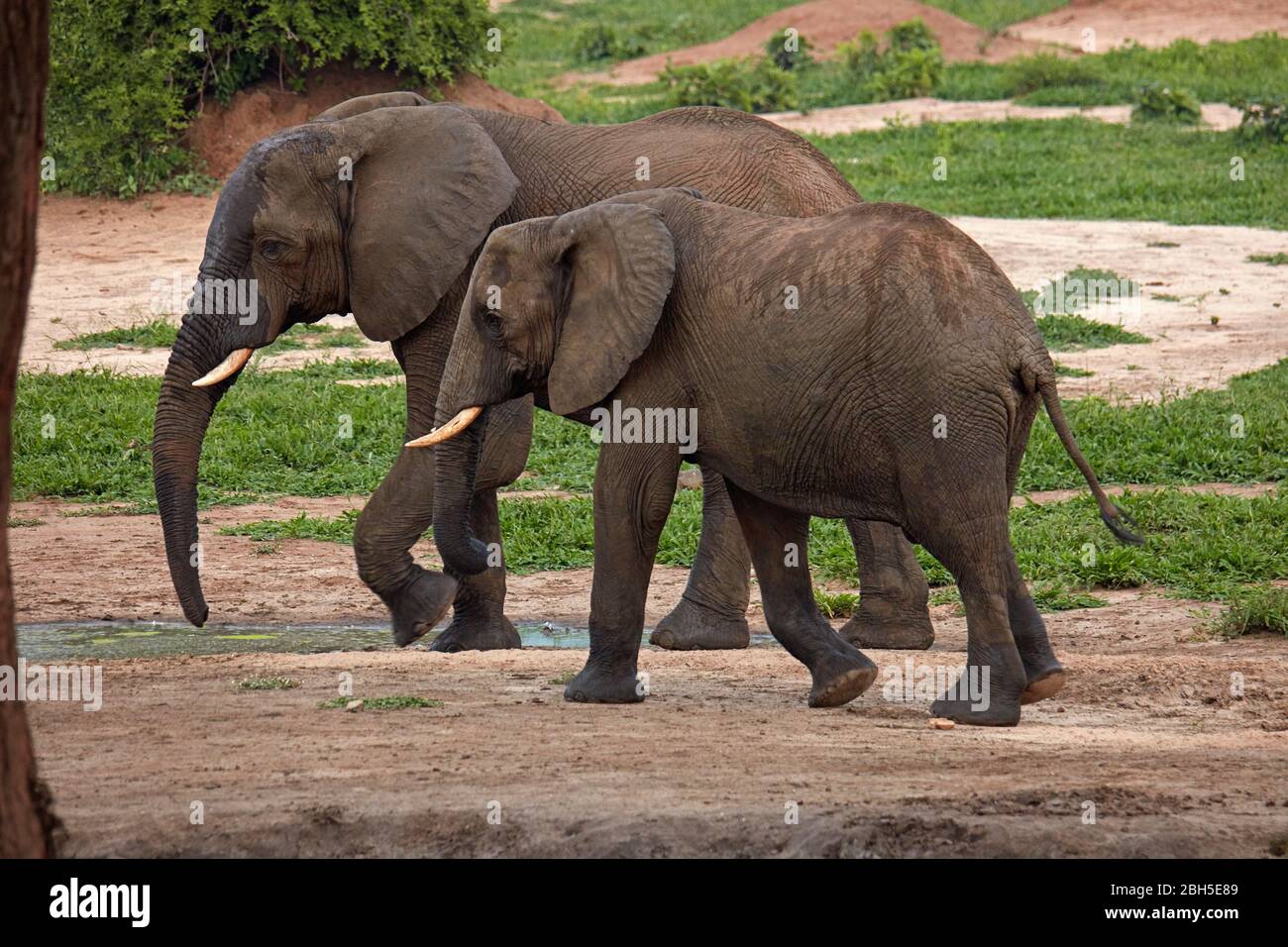 Elefanti africani (Loxodonta africana), campo safari Senyati, vicino Kasane, Botswana, Africa Foto Stock