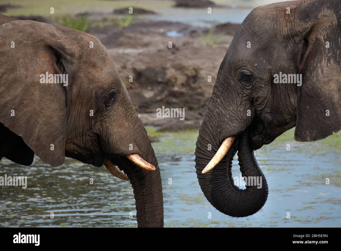 Elefanti africani (Loxodonta africana) bere al waterhole, Senyati Safari Camp, vicino Kasane, Botswana, Africa Foto Stock