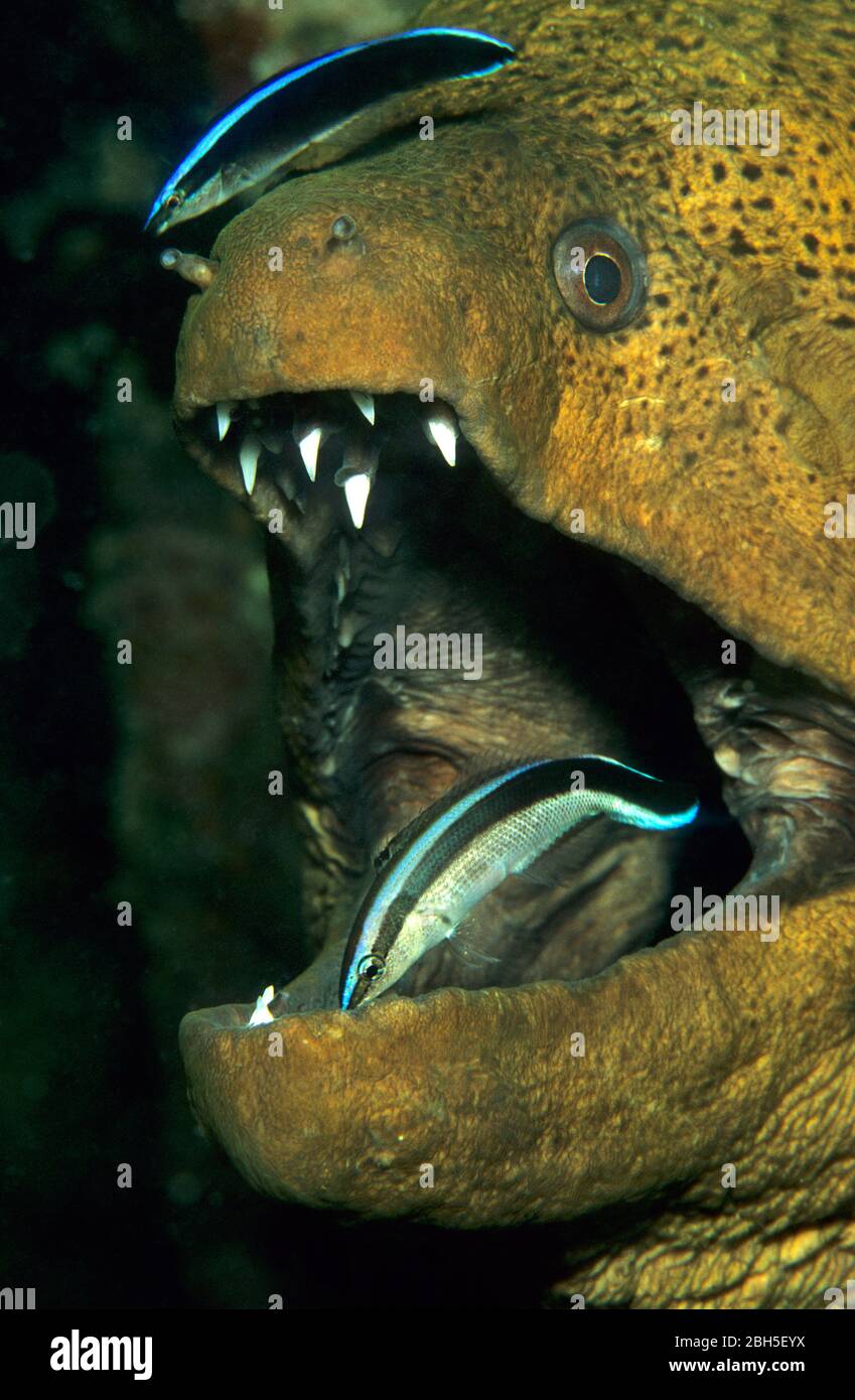 Wrass di pulitore di striscia blu (Labroides dimidiatus) che pulisce un moray gigante (Gymnothorax javanicus), bocca aperta, Bali, Indonesia Foto Stock