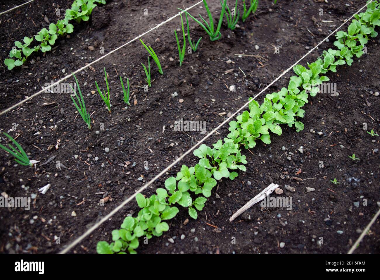 Piantando giovani pianta in un terreno di giardino con cipolle e ravanelli Foto Stock