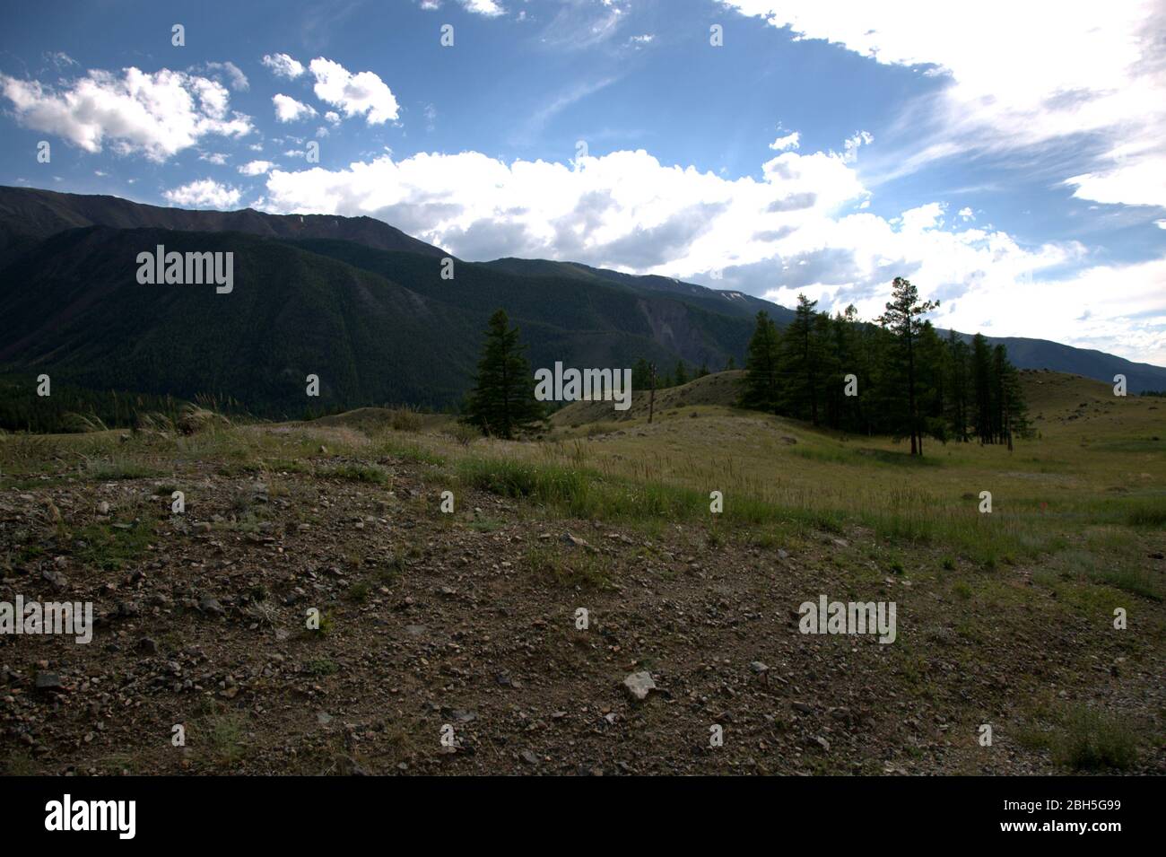 Un gruppo di pini alti che si erge sulla cima di una collina che domina le catene montuose. Altai, Siberia, Russia. Foto Stock