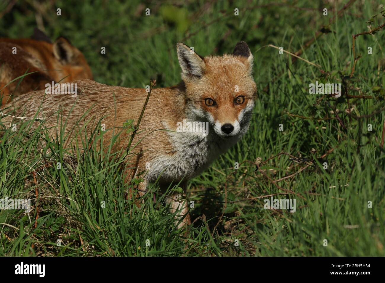Una magnifica volpe rossa selvaggia, vulpes, caccia in un prato in primavera. Foto Stock