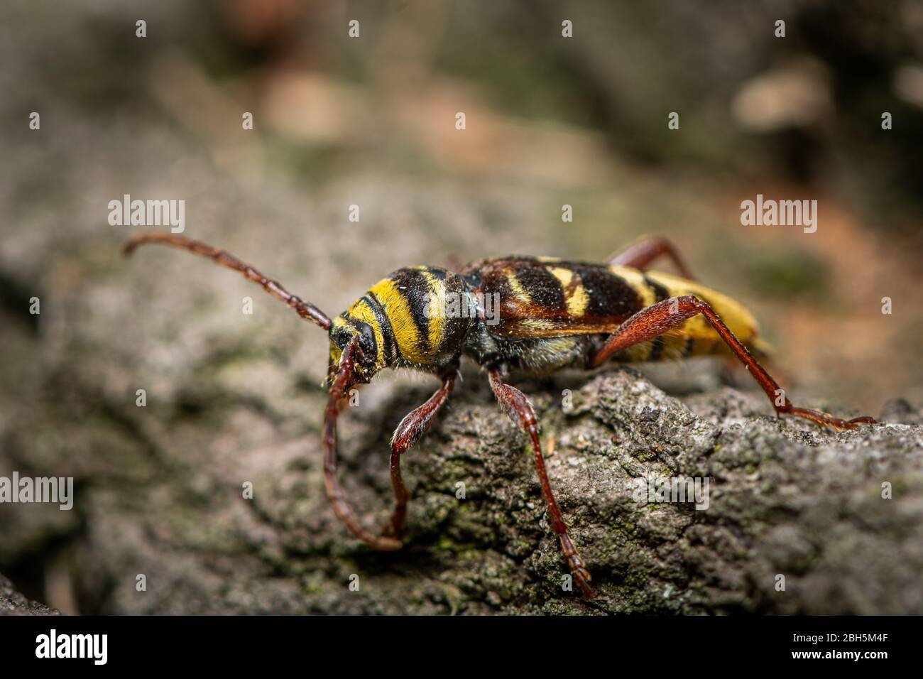 Un bellissimo scarabeo longhorn (Plagionotus detritus, Cerambycidae) seduto su legno, Vienna (Austria) Foto Stock