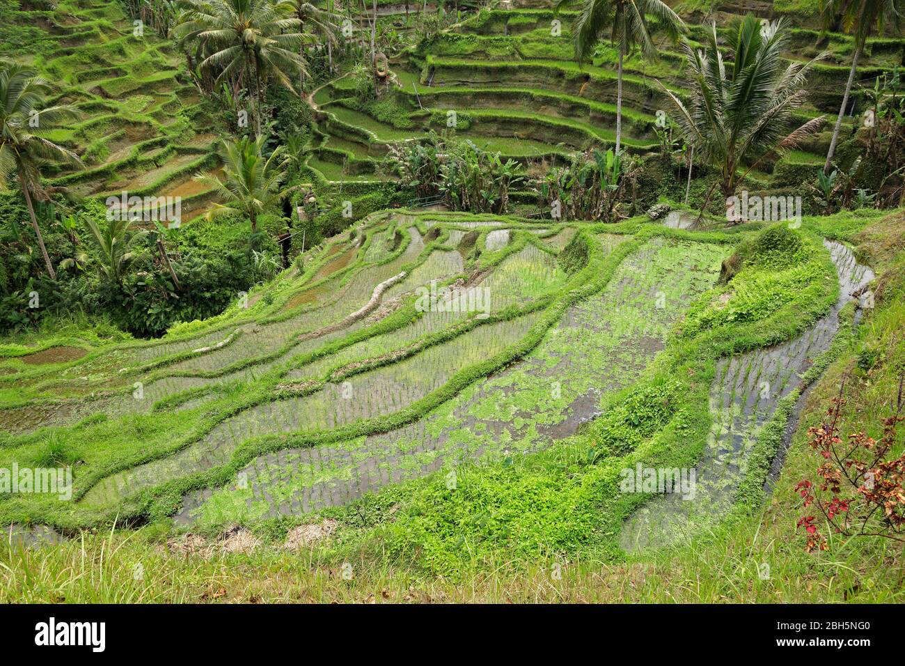 Vista panoramica di verde e lussureggiante Tegallalang terrazze di riso in Ubud, Bali, Indonesia Foto Stock