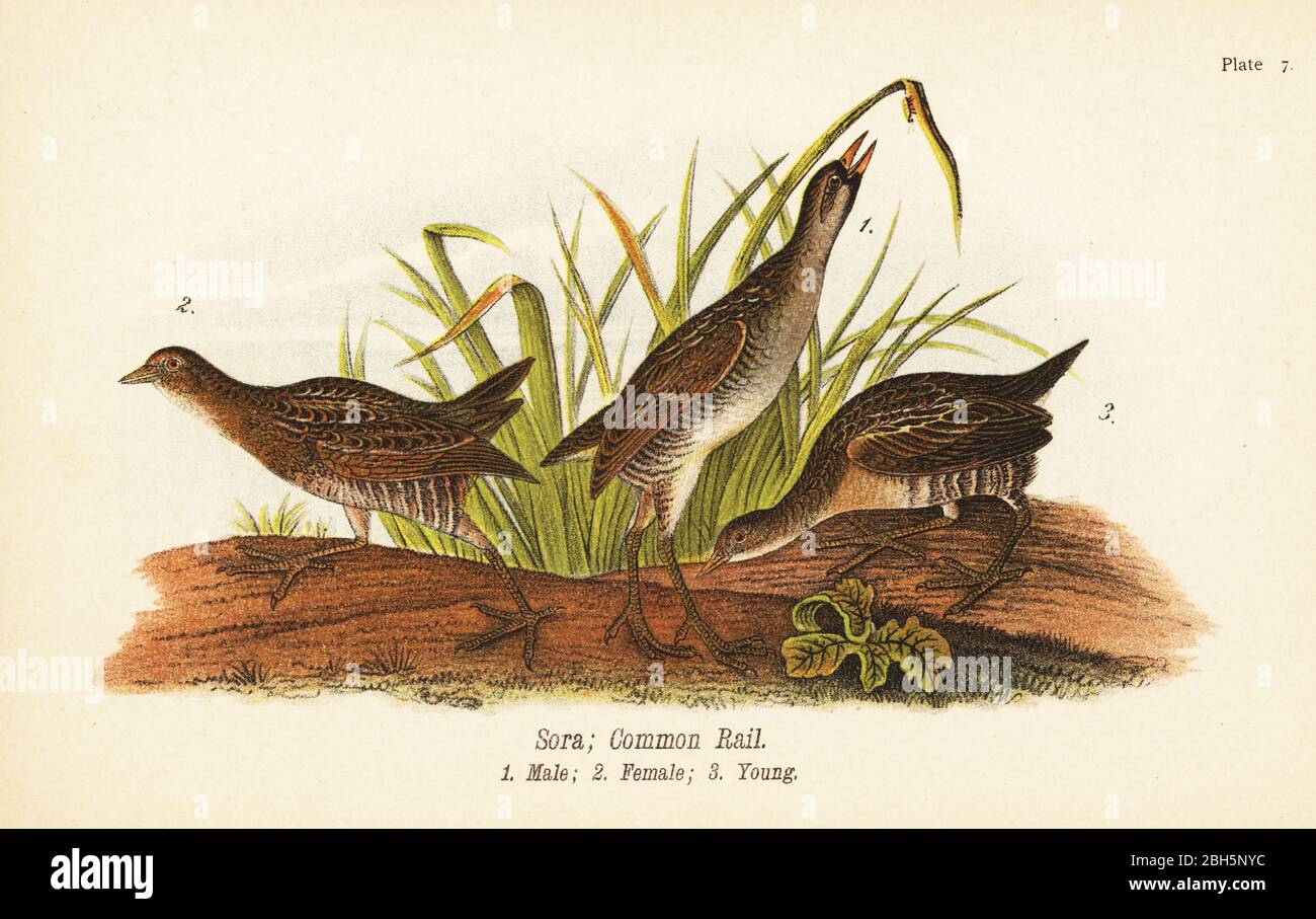 Sora o common rail, Porzana carolina, maschio 1, femmina 2, giovane 3. Chromolitografia dopo un'illustrazione ornitologica di John James Audubon del rapporto di Benjamin Harry Warren sugli uccelli della Pennsylvania, E.K. Mayers, Harrisburg, 1890. Foto Stock