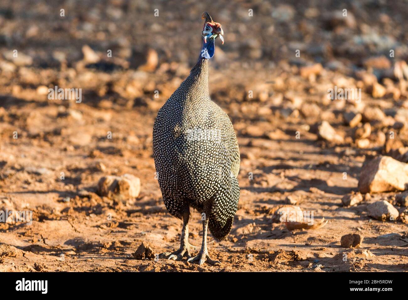 Guineafowl helmeted, Numida meleagris, Etosha National Park, Namibia, Africa, Foto Stock