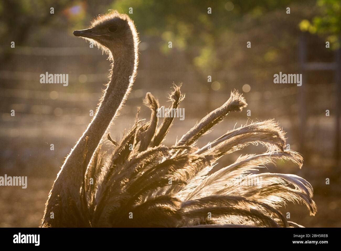 Femmina Ostrich, retroilluminato dal sole di mattina presto, Parco Nazionale Etosha, Namibia, Africa, Foto Stock