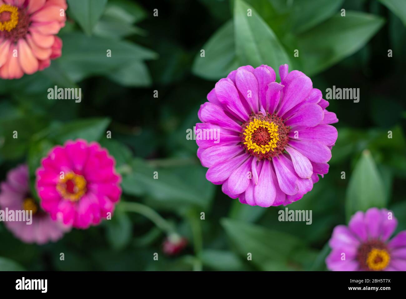 Gerbera fiore nel giardino, il nome scientifico è Gerbera jamesonii Foto Stock