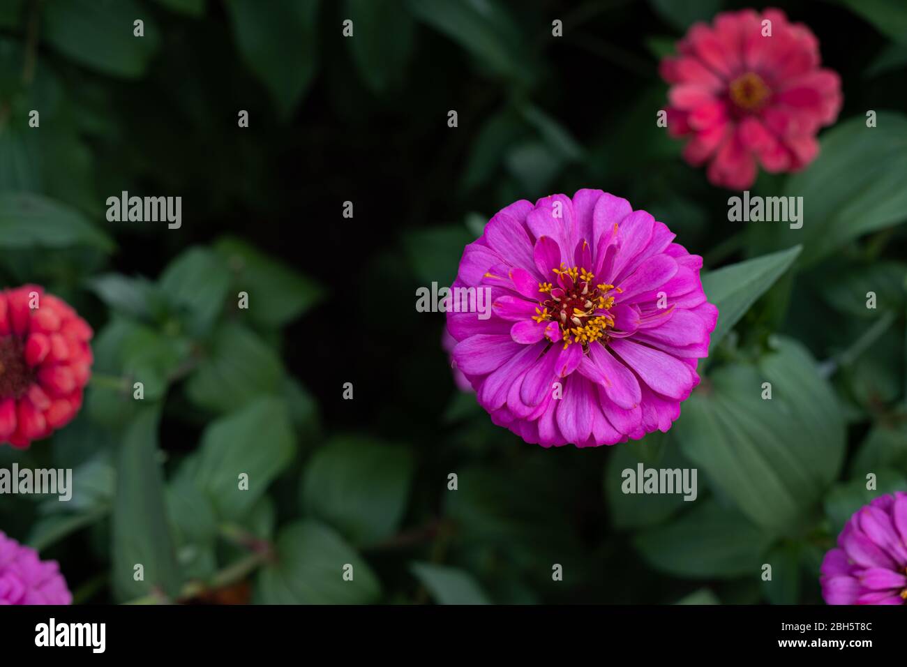 Gerbera fiore nel giardino, il nome scientifico è Gerbera jamesonii Foto Stock